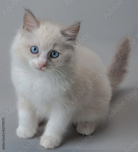 Fototapeta ラグドールの子猫