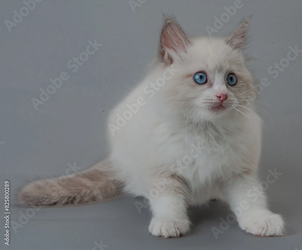 Fototapeta ラグドールの子猫
