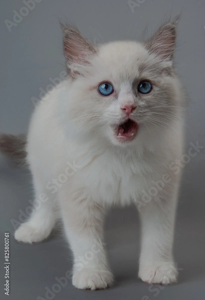 Fototapeta ラグドールの子猫