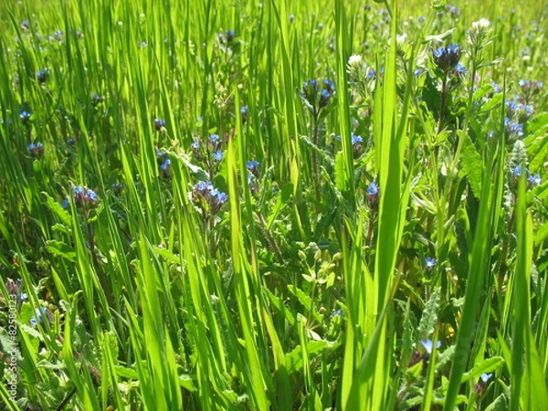 Obraz Весеннее разнотравье на  поляне в лесу