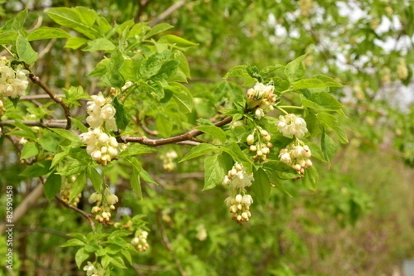 Obraz Staphylea pinnata