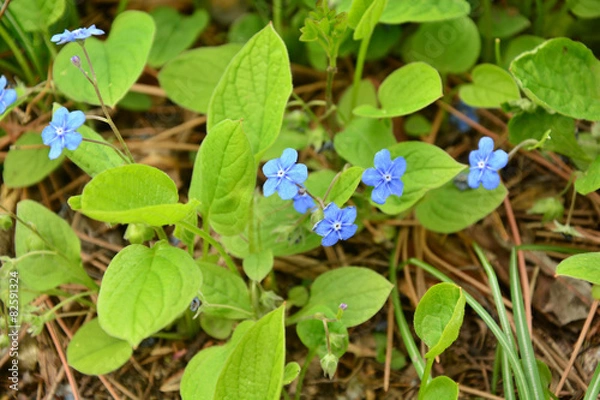 Obraz Omphalodes verna