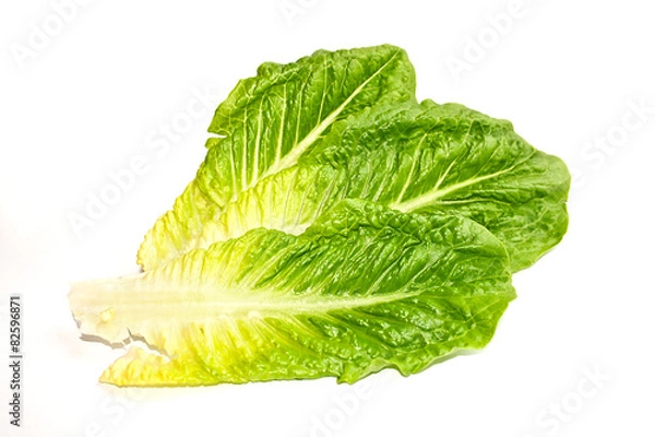 Fototapeta Leaves of romaine lettuce on white background.