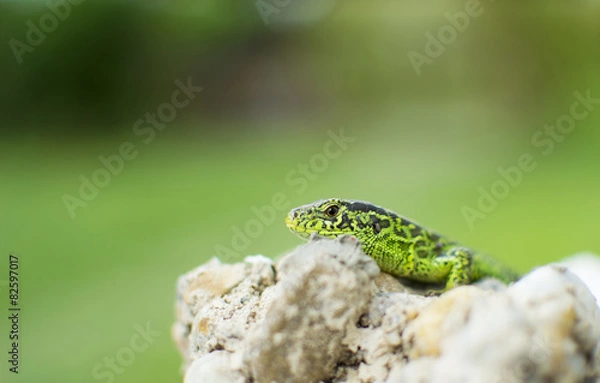 Obraz Garden Lizard peering over rocks