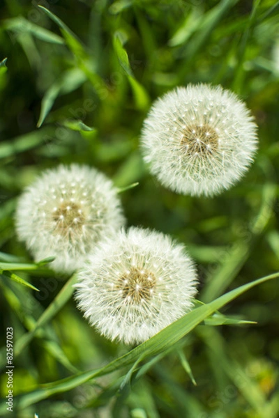 Obraz Dandelion clocks from above