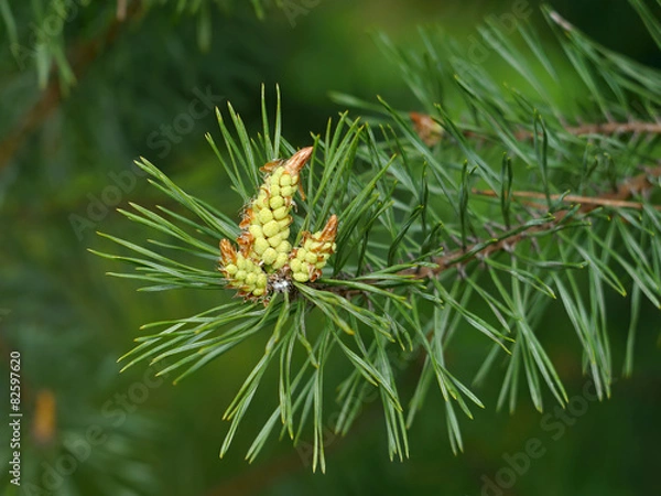 Obraz Pine cones bloom
