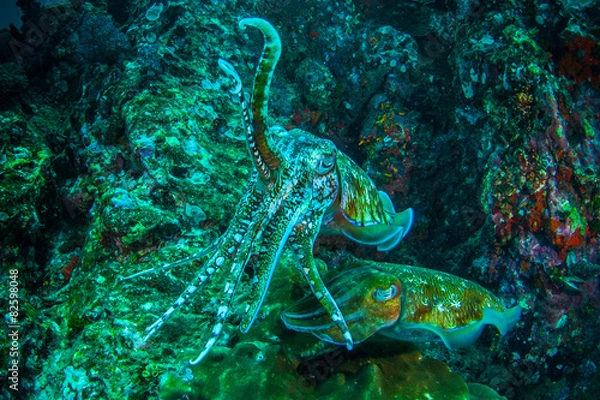 Obraz cuttlefish