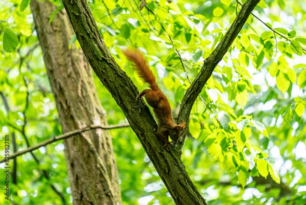 Fototapeta A squirrel in a green forest