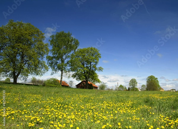 Obraz Spring landscape with yellow wild flowers