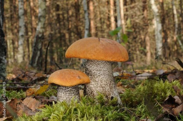 Obraz Leccinum versipelle (Orange Birch Bolete)