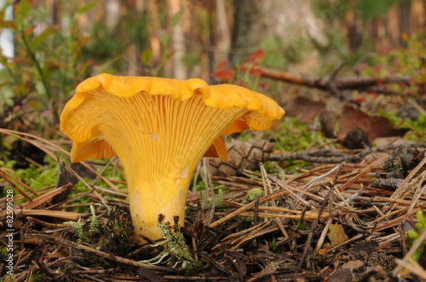 Obraz Canttharellus cibarius (Golden Chanterelle lub używany)