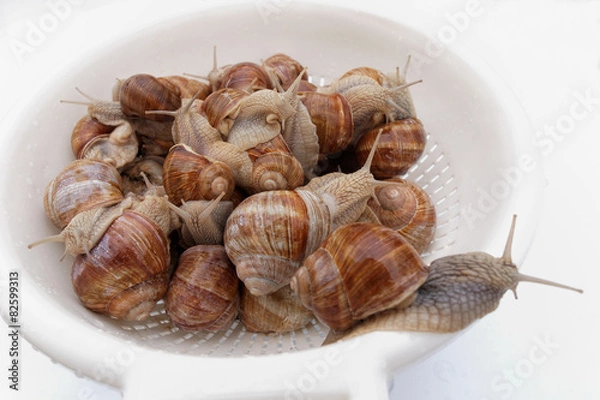 Obraz groupe d' escargots