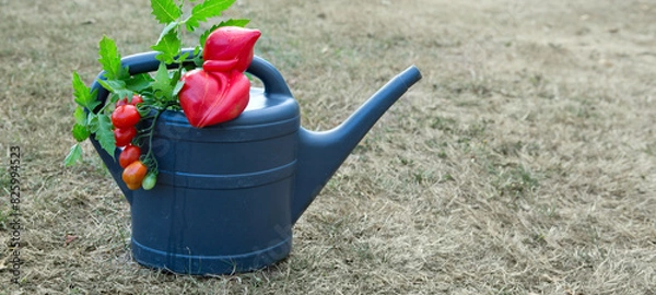 Fototapeta Large ripe beefsteak tomato on gray watering can in the home garden.