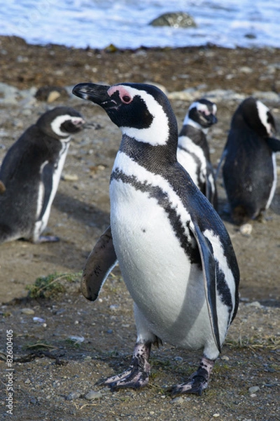 Fototapeta Manchot de Magellan