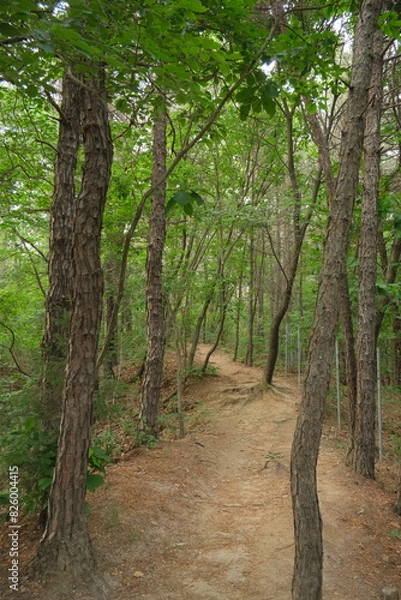 Fototapeta 대한민국 산의 봄의 울창한 숲속의 나무와 식물들이 만연한 등산로를 경험할 수 있는 공원 산책길 배경화면