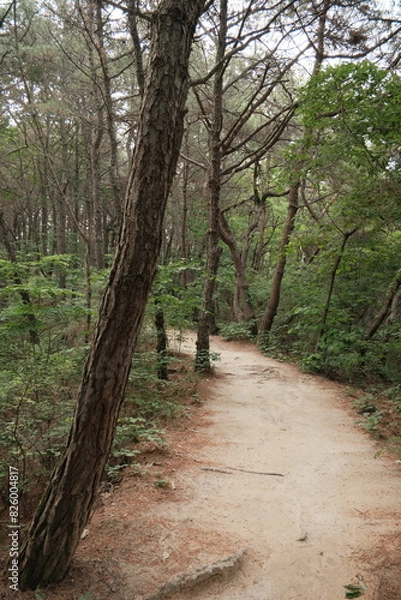 Fototapeta 대한민국 산의 봄의 울창한 숲속의 나무와 식물들이 만연한 등산로를 경험할 수 있는 공원 산책길 배경화면