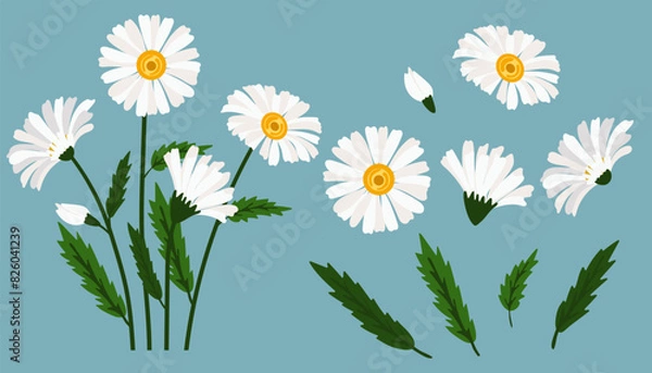Obraz Daisy flower background.Eps 10 vector.
