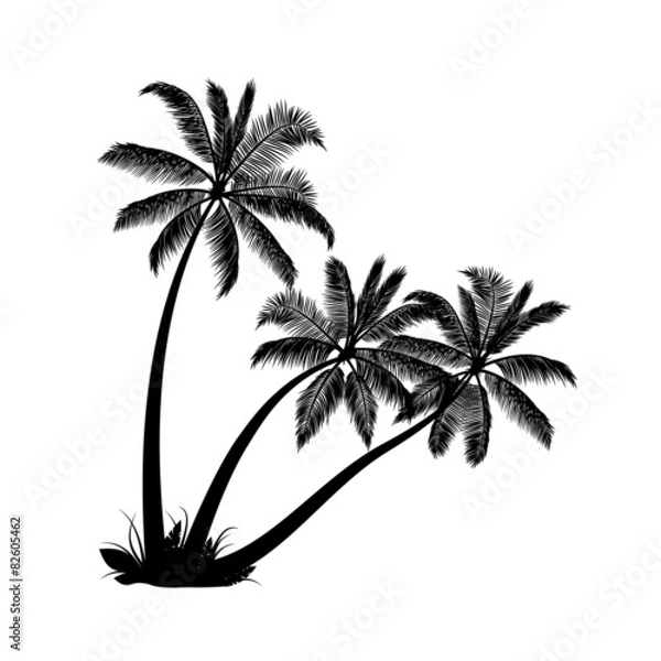 Obraz Palm trees isolated on white background