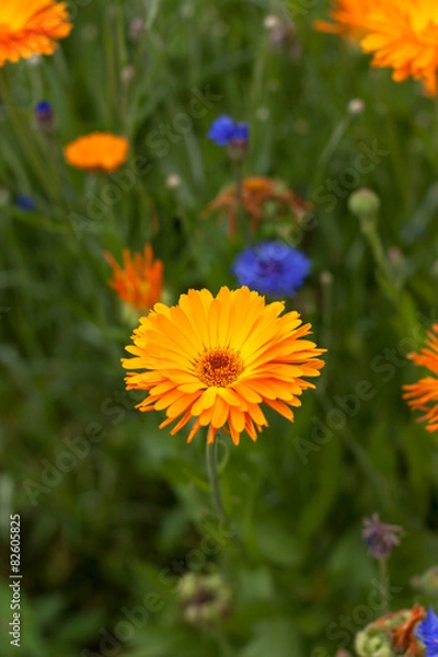 Obraz Blüte im Grünen