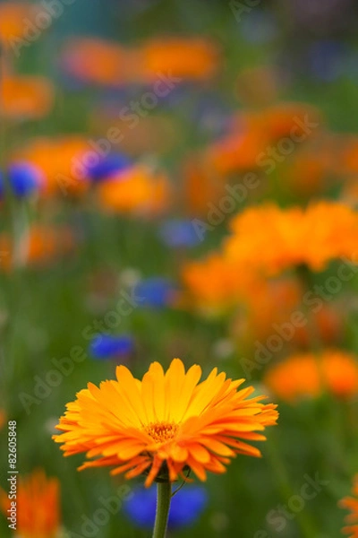 Obraz Blüte im Grünen