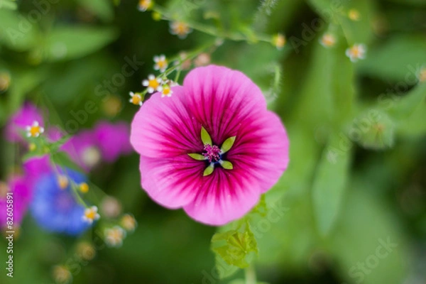 Obraz Blüte im Grünen