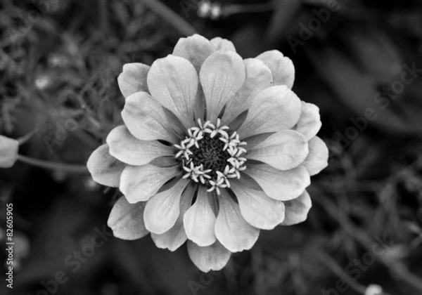 Obraz Blüte in Schwarzweiß