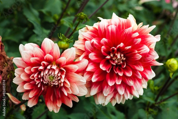 Obraz Dahlie im Grünen