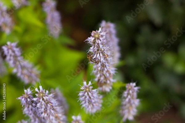 Obraz Biene an Blüte