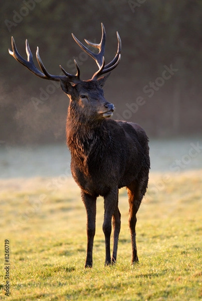 Obraz Red Deer