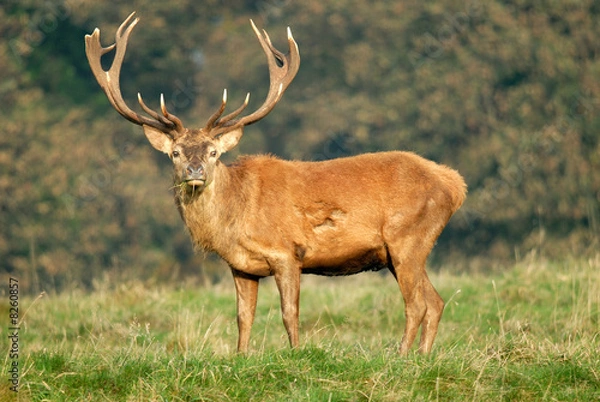 Obraz Red Deer