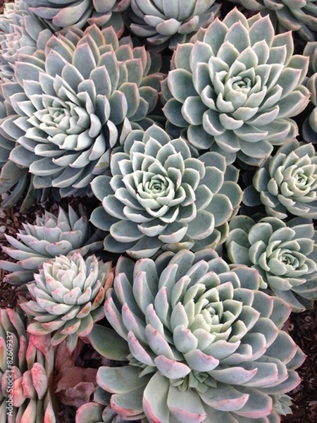 Obraz 多肉植物の寄せ植え