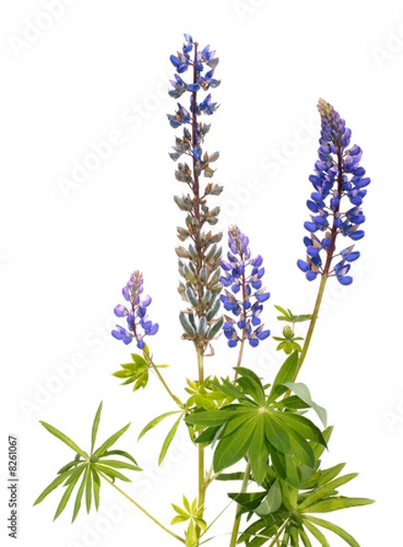 Obraz blue lupine