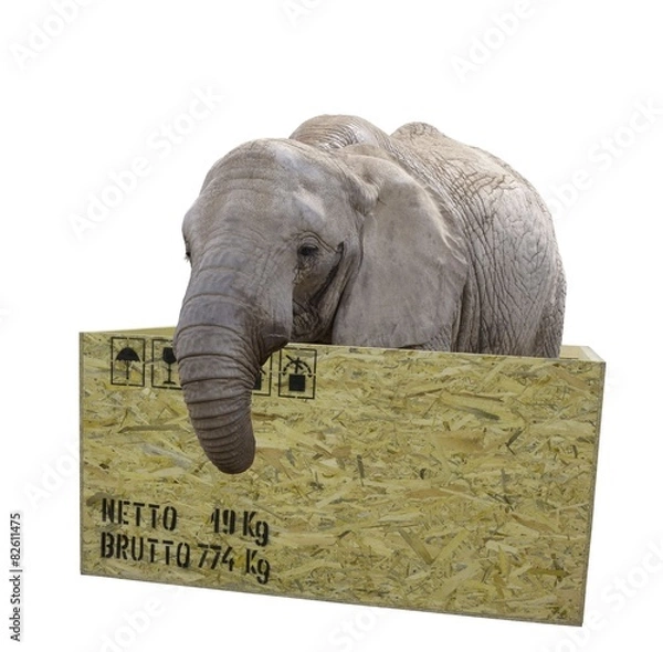 Fototapeta elephant