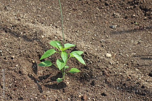 Obraz ピーマンの苗