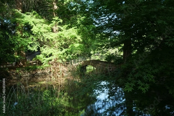 Obraz 井の頭公園内の池に架かる橋