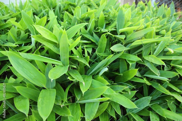 Fototapeta クマザサの若葉