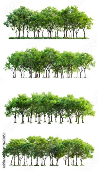 Fototapeta Set di alberi verdi. Su sfondo trasparente, cut out
