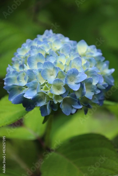 Obraz 浮遊しているように見える紫陽花の花