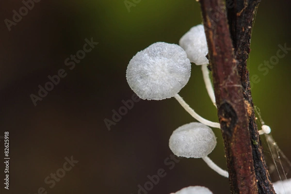 Obraz close up mushroom in deep forest