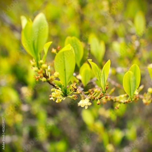 Obraz Árbol de coca brotando