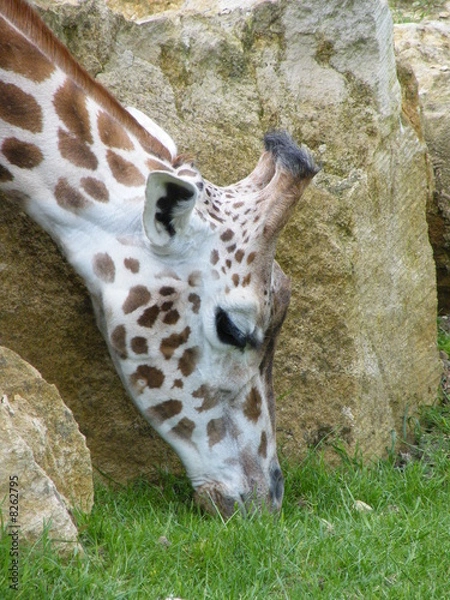 Obraz Giraffe Feeding