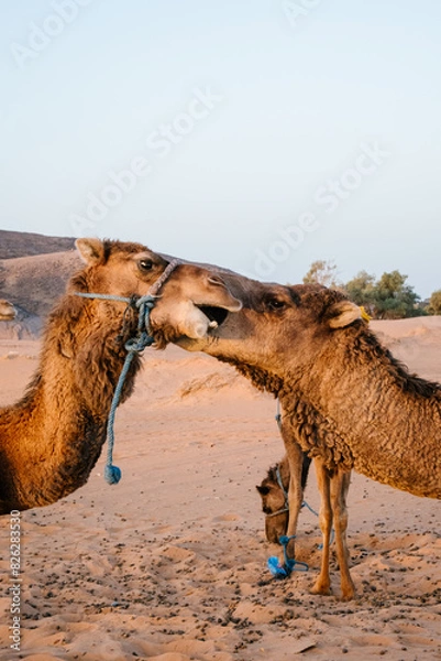 Fototapeta Two dromedaries bicker in the desert.