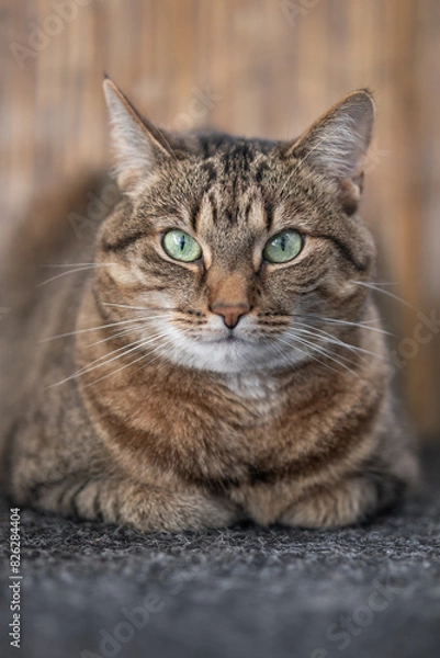 Fototapeta Portrait of a lying cat looking into the camera