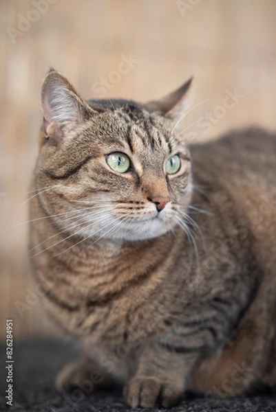 Fototapeta Cat portrait - cat looking to the side