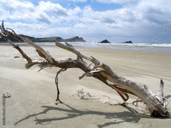 Fototapeta treibholz