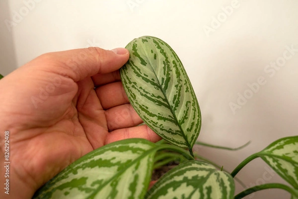 Fototapeta close-up leaf of aglaonema flower,