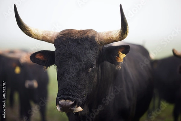 Fototapeta Cows in the fog in Bavaria Germany