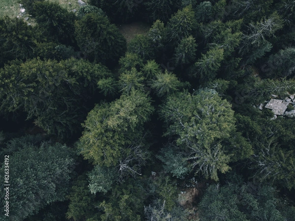 Fototapeta Aerial view of green trees of Swiss Alps