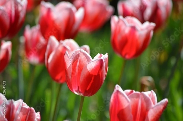 Obraz red and white tulips with green stems in the background