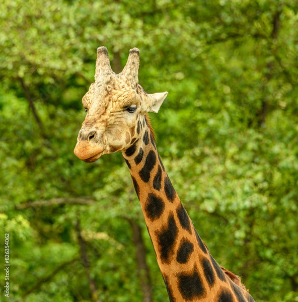 Fototapeta giraffe portrait in detail with trees in background